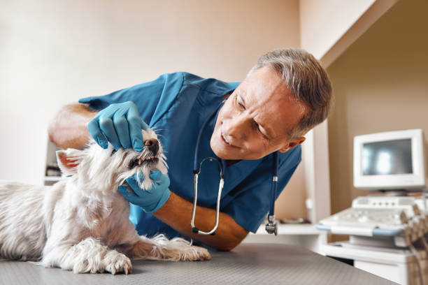 Best Emergency Dental Services for Seniors in Cochituate, MA